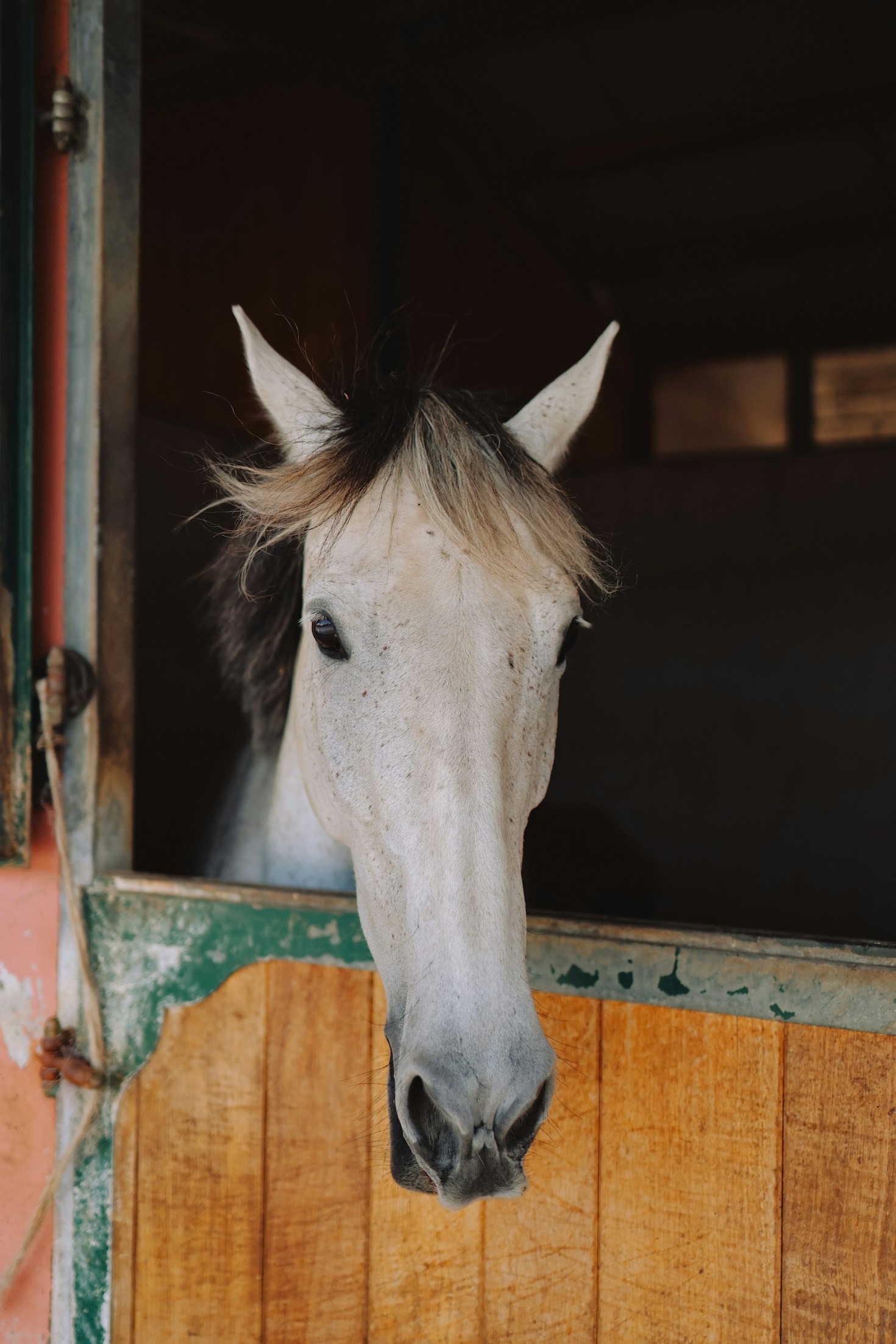 Beneficios de una dieta balanceada para tu caballo