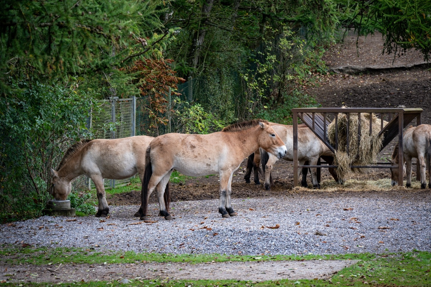 Cómo prevenir enfermedades comunes en caballos