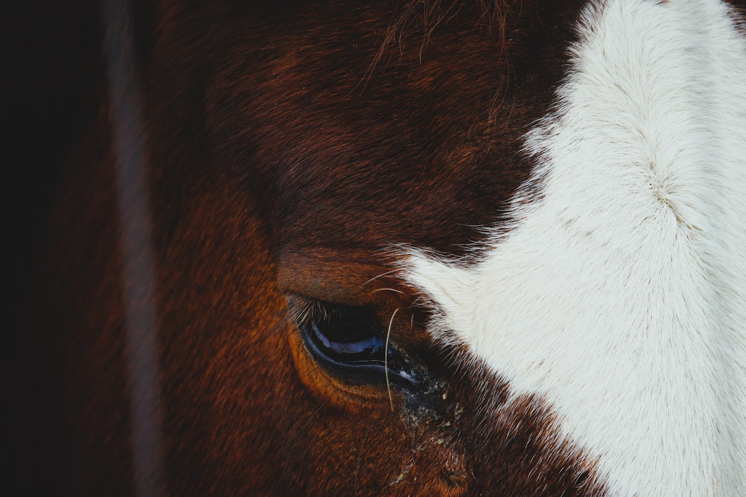 La importancia de la nutrición natural en caballos