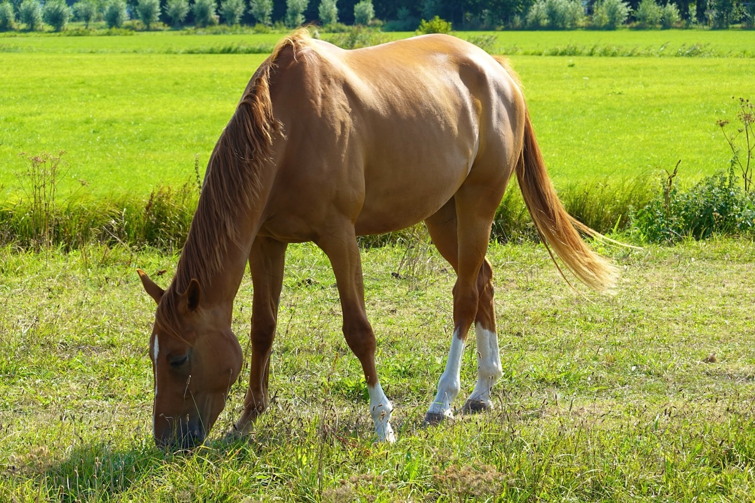 Consejos para un caballo feliz y saludable